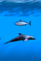 Delfinas